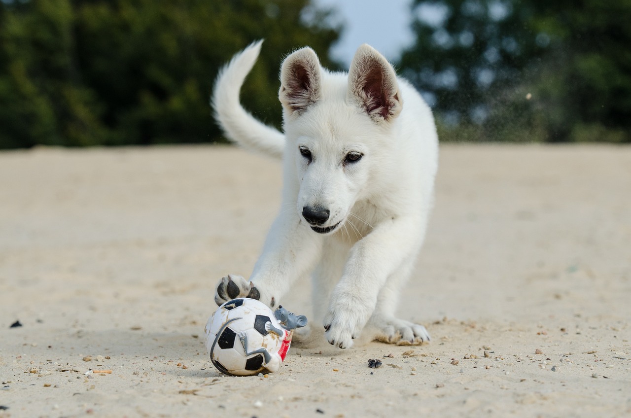 white shepherd dog, puppy, dog puppy